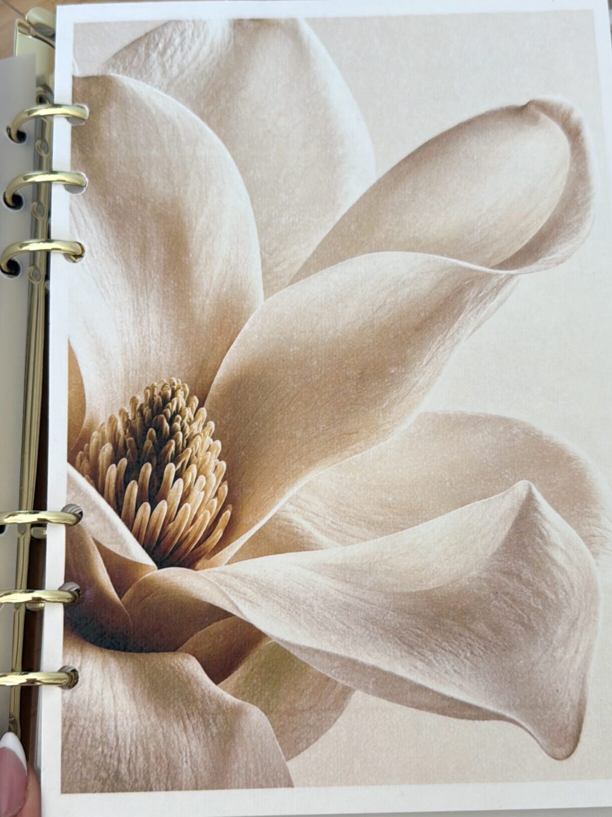 EL MOTIVO · Lámina decorativa en papel vegetal